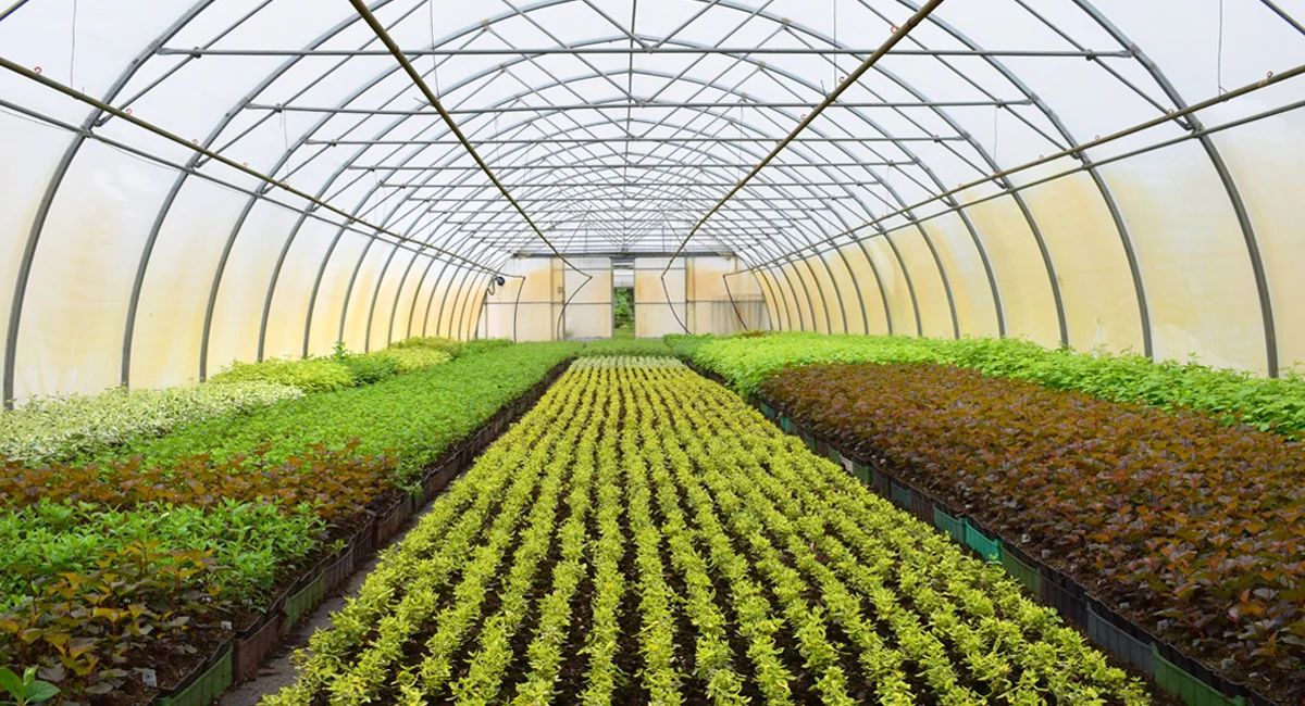 Greenhouse Design & Optimization